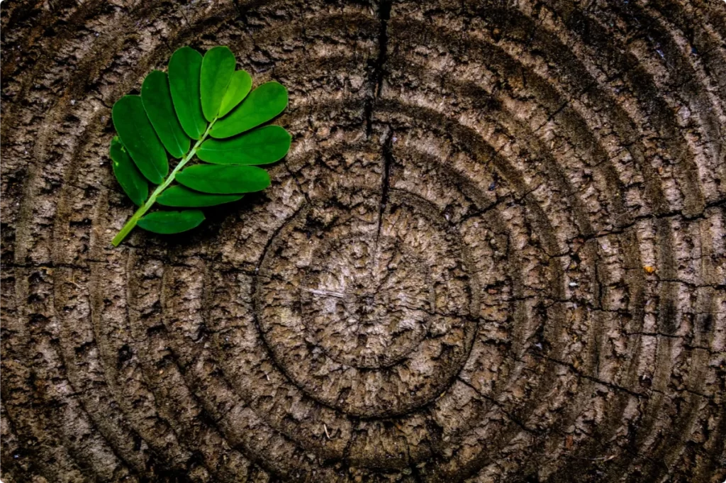 Tree rings