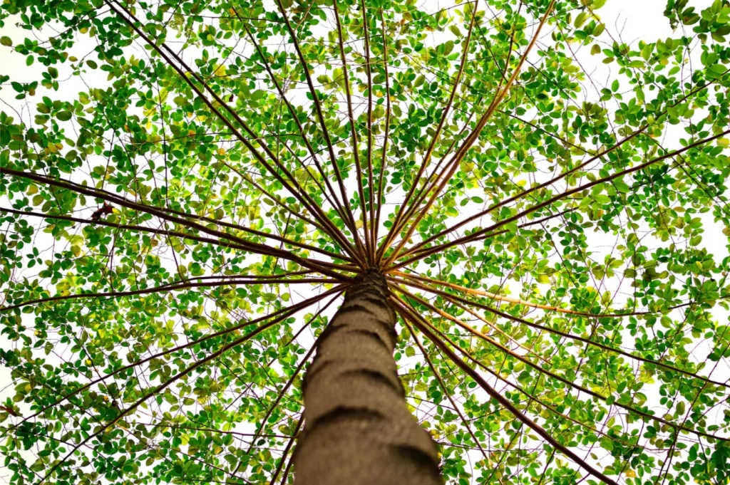 Looking up at a tree with green leafs