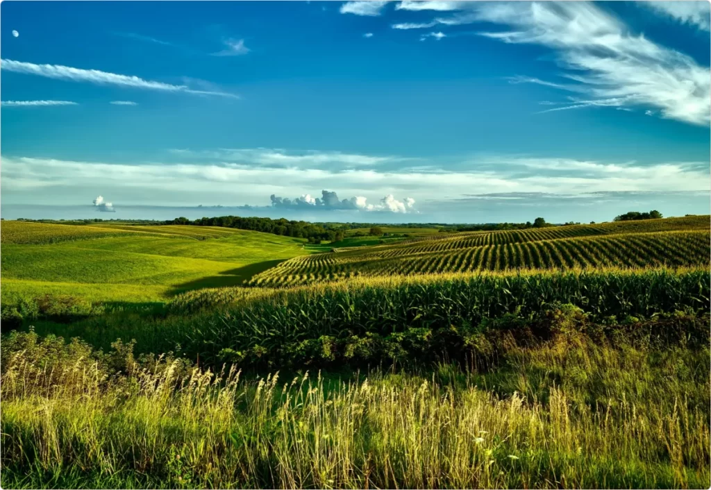 Scenic view of a green field